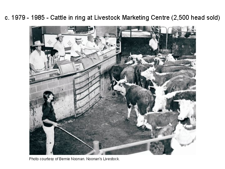 c. 1979 - 1985 - Cattle in ring at Livestock Marketing Centre (2, 500