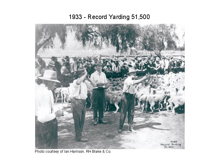 1933 - Record Yarding 51, 500 Photo courtesy of Ian Harrison. RH Blake &