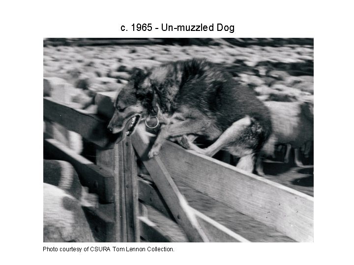 c. 1965 - Un-muzzled Dog Photo courtesy of CSURA Tom Lennon Collection. 