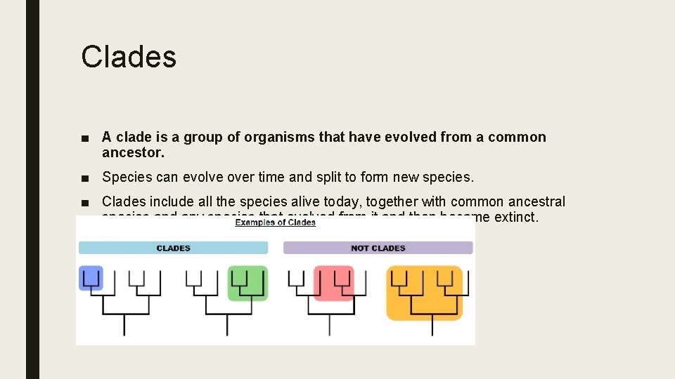 Clades ■ A clade is a group of organisms that have evolved from a