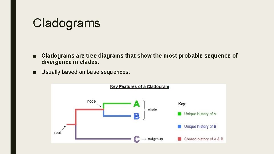 Cladograms ■ Cladograms are tree diagrams that show the most probable sequence of divergence