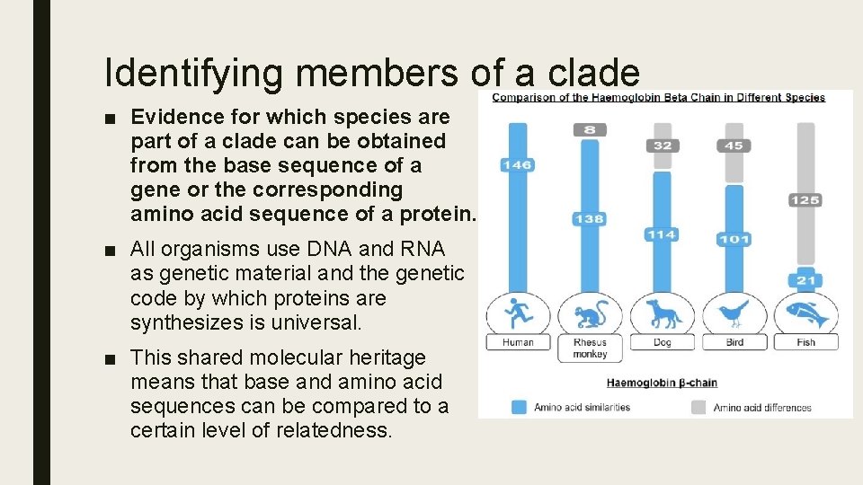 Identifying members of a clade ■ Evidence for which species are part of a