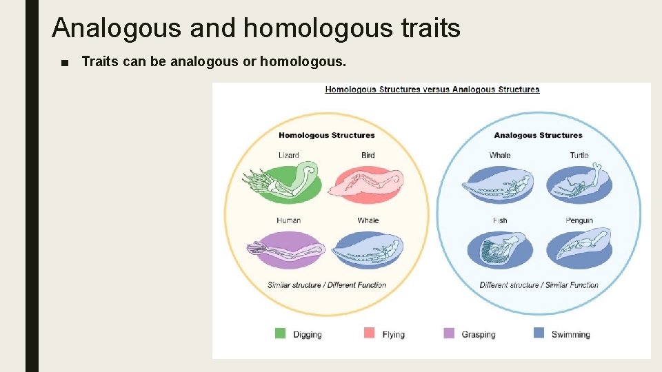 Analogous and homologous traits ■ Traits can be analogous or homologous. 