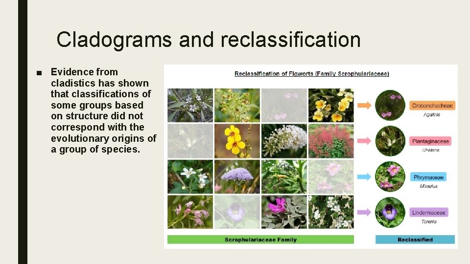 Cladograms and reclassification ■ Evidence from cladistics has shown that classifications of some groups