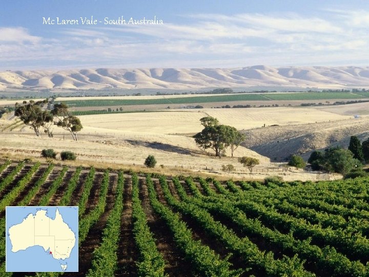 Mc Laren Vale - South Australia 