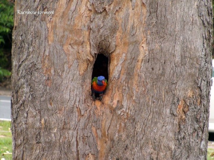 Rainbow lorikeet 