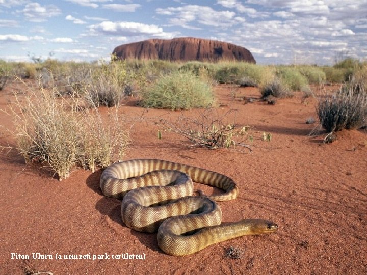 Piton-Uluru (a nemzeti park területén) 