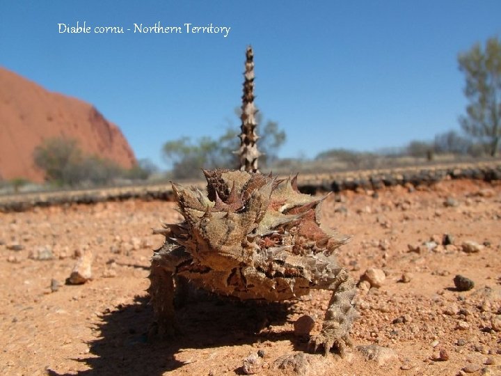 Diable cornu - Northern Territory 