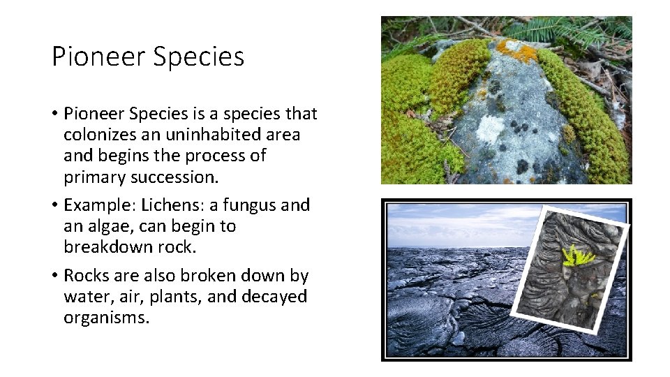 Pioneer Species • Pioneer Species is a species that colonizes an uninhabited area and