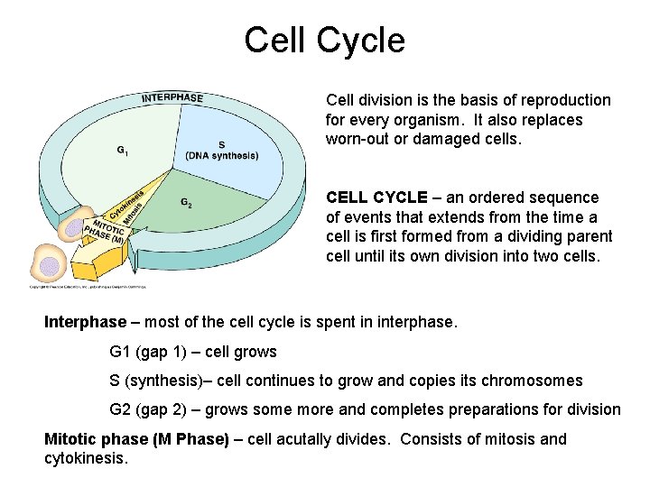 Cell Cycle Cell division is the basis of reproduction for every organism. It also