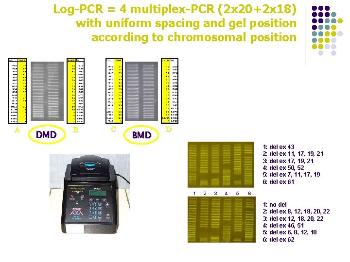 Log-PCR = 4 multiplex-PCR (2 x 20+2 x 18) with uniform spacing and gel