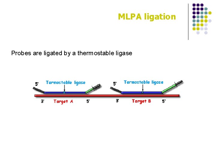 MLPA ligation Probes are ligated by a thermostable ligase 
