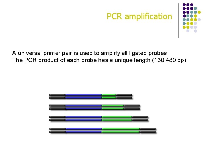 PCR amplification A universal primer pair is used to amplify all ligated probes The