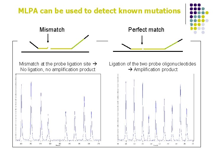 MLPA can be used to detect known mutations Mismatch at the probe ligation site