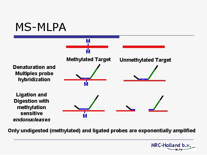 MS-MLPA M M Methylated Target Denaturation and Multiplex probe hybridization Ligation and Digestion with