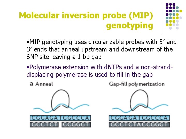 Molecular inversion probe (MIP) genotyping • MIP genotyping uses circularizable probes with 5′ and