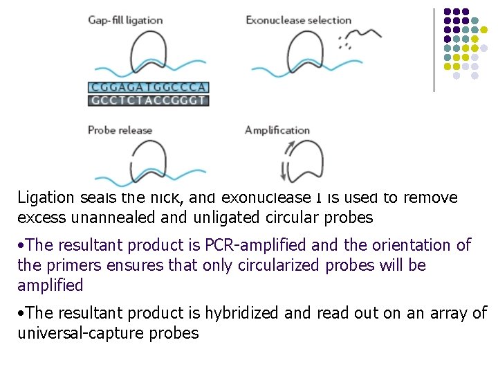 Ligation seals the nick, and exonuclease I is used to remove excess unannealed and