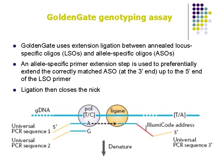Golden. Gate genotyping assay l Golden. Gate uses extension ligation between annealed locusspecific oligos
