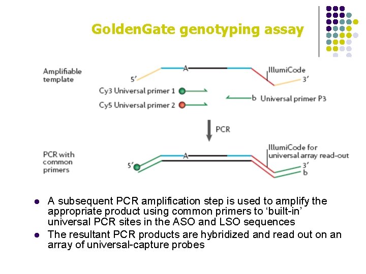 Golden. Gate genotyping assay l l A subsequent PCR amplification step is used to