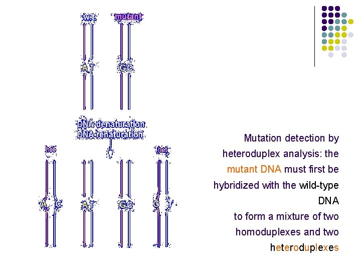 Mutation detection by heteroduplex analysis: the mutant DNA must first be hybridized with the