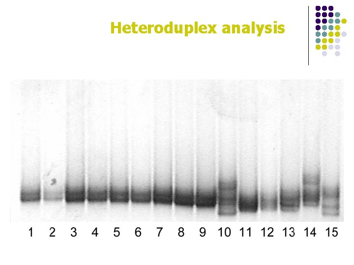 Heteroduplex analysis 