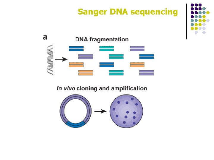 Sanger DNA sequencing 