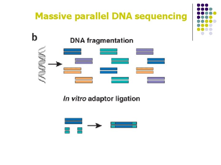 Massive parallel DNA sequencing 