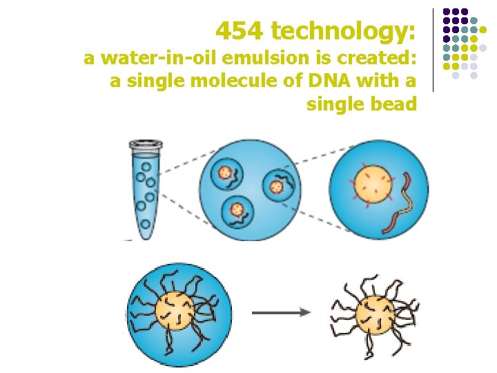 454 technology: a water-in-oil emulsion is created: a single molecule of DNA with a