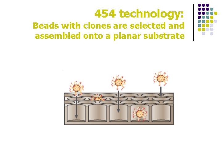 454 technology: Beads with clones are selected and assembled onto a planar substrate 