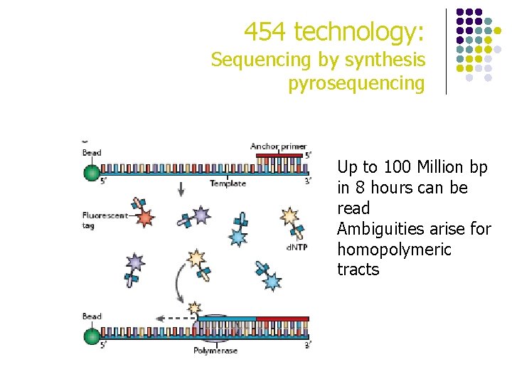 454 technology: Sequencing by synthesis pyrosequencing Up to 100 Million bp in 8 hours