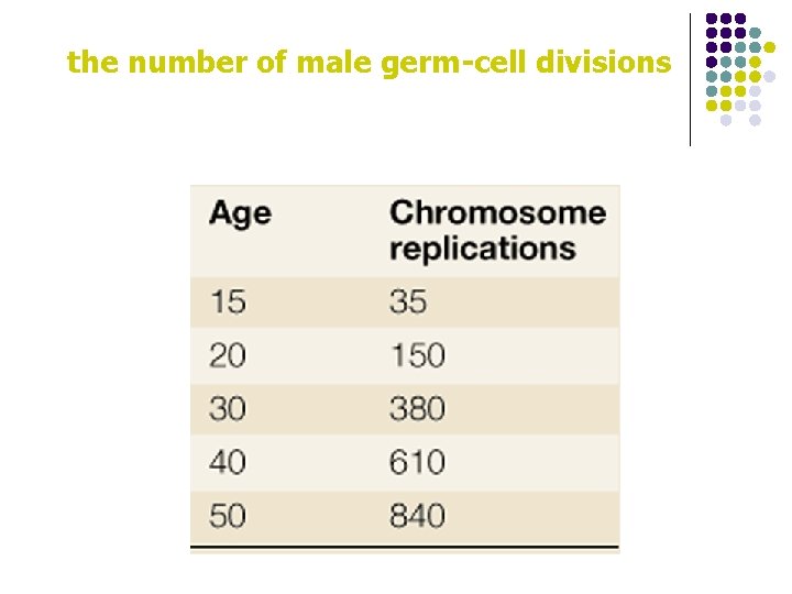 the number of male germ-cell divisions 
