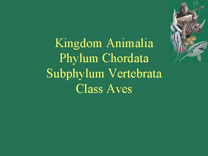 Kingdom Animalia Phylum Chordata Subphylum Vertebrata Class Aves 