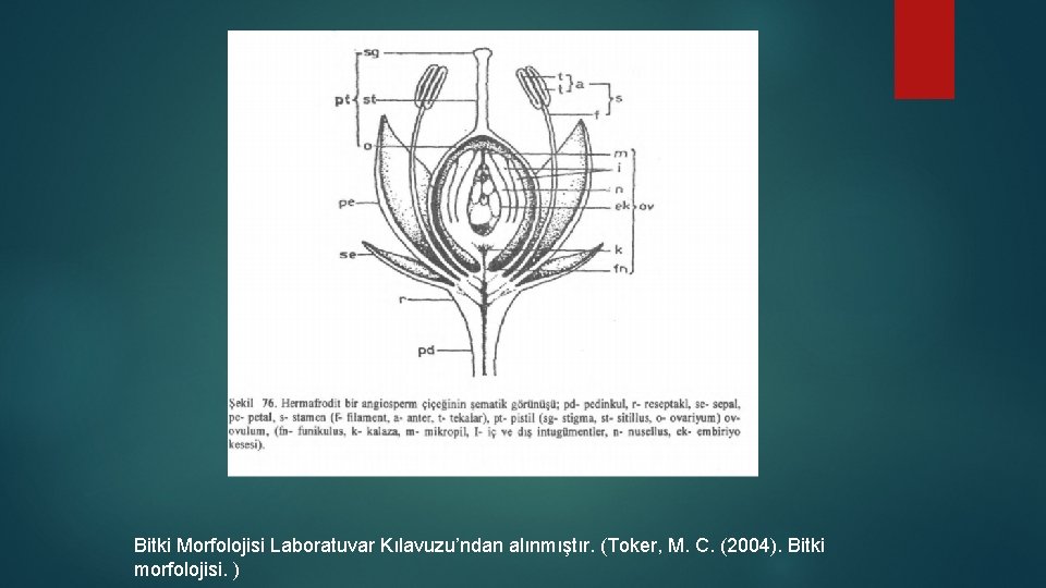 Bitki Morfolojisi Laboratuvar Kılavuzu’ndan alınmıştır. (Toker, M. C. (2004). Bitki morfolojisi. ) 