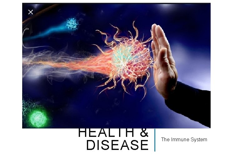 HEALTH & DISEASE The Immune System 