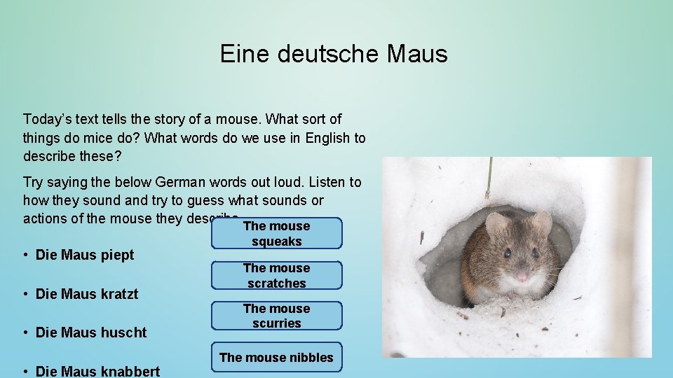 Eine deutsche Maus Today’s text tells the story of a mouse. What sort of