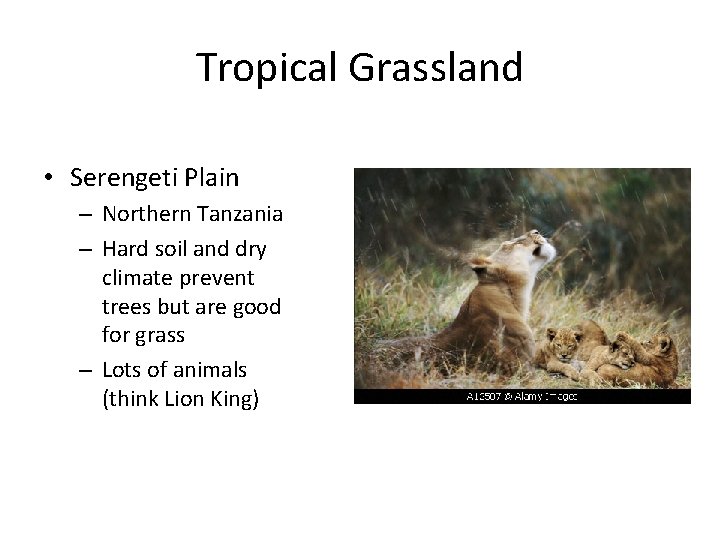 Tropical Grassland • Serengeti Plain – Northern Tanzania – Hard soil and dry climate