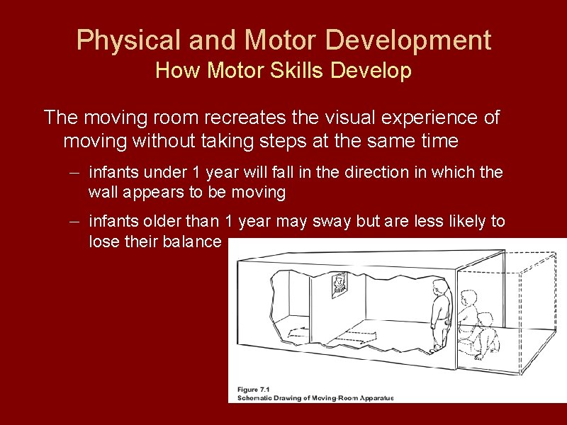 Physical and Motor Development How Motor Skills Develop The moving room recreates the visual