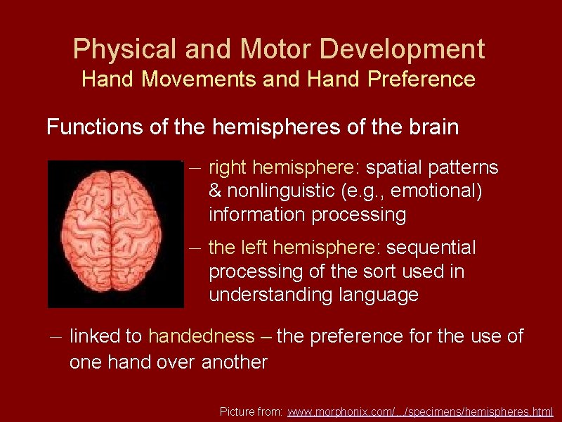 Physical and Motor Development Hand Movements and Hand Preference Functions of the hemispheres of