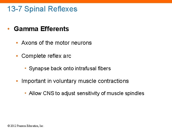 13 -7 Spinal Reflexes • Gamma Efferents • Axons of the motor neurons •