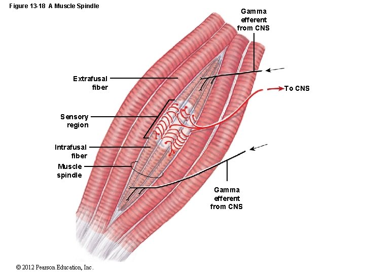 Figure 13 -18 A Muscle Spindle Gamma efferent from CNS Extrafusal fiber To CNS