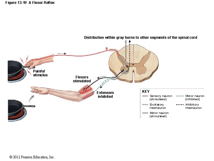 Figure 13 -19 A Flexor Reflex Distribution within gray horns to other segments of