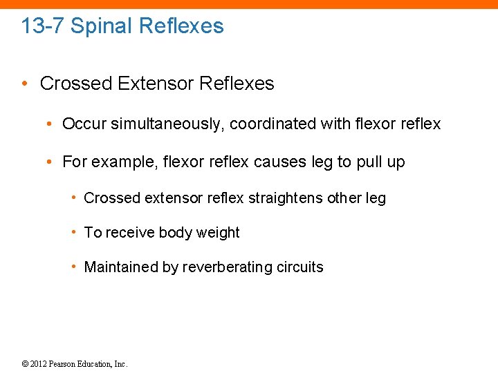 13 -7 Spinal Reflexes • Crossed Extensor Reflexes • Occur simultaneously, coordinated with flexor