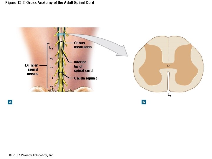 Figure 13 -2 Gross Anatomy of the Adult Spinal Cord L 1 Conus medullaris