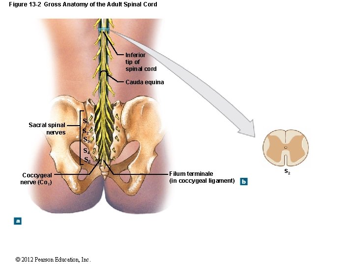 Figure 13 -2 Gross Anatomy of the Adult Spinal Cord Inferior tip of spinal