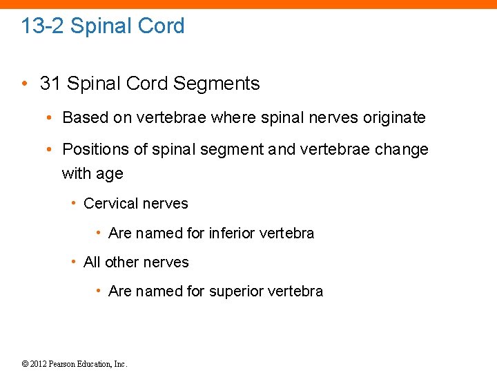 13 -2 Spinal Cord • 31 Spinal Cord Segments • Based on vertebrae where