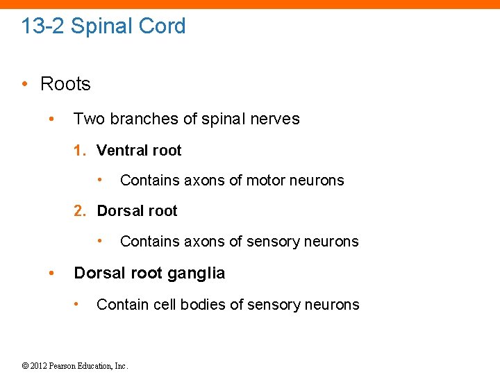 13 -2 Spinal Cord • Roots • Two branches of spinal nerves 1. Ventral