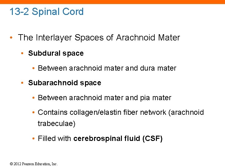 13 -2 Spinal Cord • The Interlayer Spaces of Arachnoid Mater • Subdural space