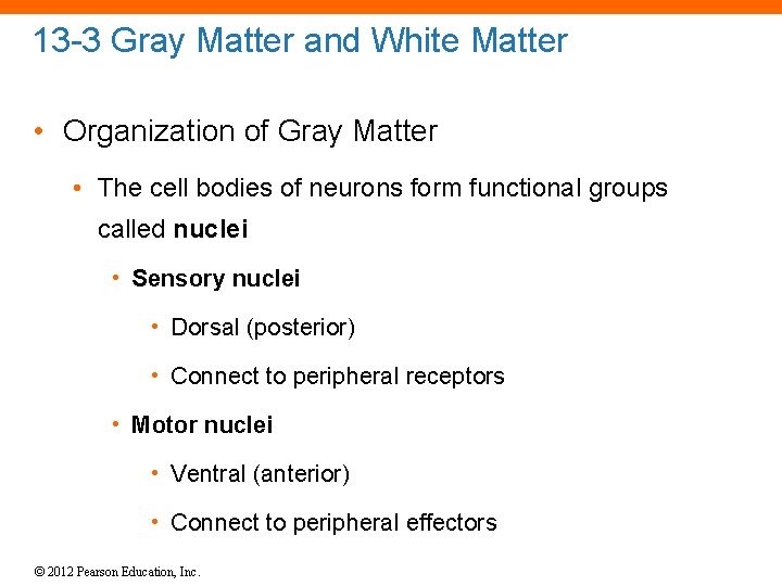 13 -3 Gray Matter and White Matter • Organization of Gray Matter • The