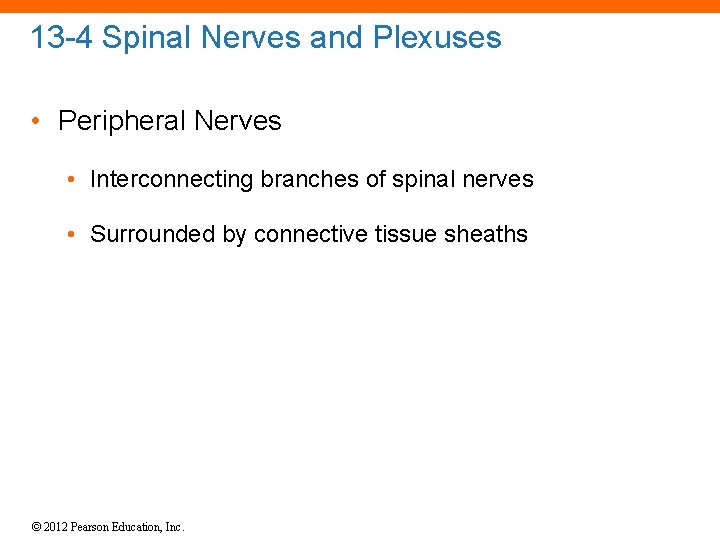 13 -4 Spinal Nerves and Plexuses • Peripheral Nerves • Interconnecting branches of spinal