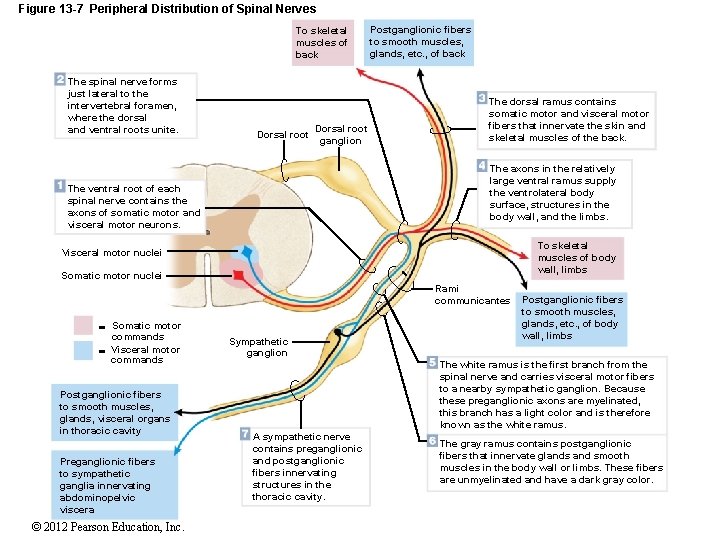 Figure 13 -7 Peripheral Distribution of Spinal Nerves To skeletal muscles of back The